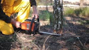 How Our Tree Care Process Works  in Chadron, NE